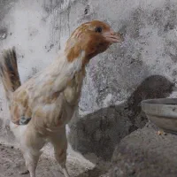 88عدد جوجه نژاددار درهم برهما گلین آمرکانا لاری|حیوانات مزرعه|آمل, |دیوار