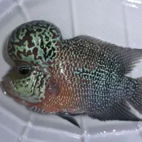 فلاور کامفا