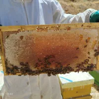 عسل طبیعی گَوَن|خوردنی و آشامیدنی|اندیکا, |دیوار
