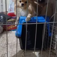 سگ پامرانین نر آموزش دیده|سگ|تهران, کیانشهر|دیوار