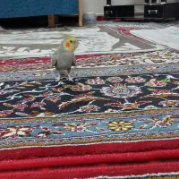 ۲عددعروس هلندی نردستی وسخن گو