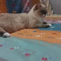 گربه رگدال ۹ماهه|گربه|شهریار, شهرک شاهد|دیوار