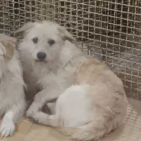 واگذاری سگ|سگ|رشت, معلم|دیوار