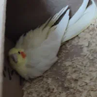 کفتر و عروس هلندی