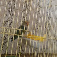 طوطی برزیلی|پرنده|کرمانشاه, |دیوار