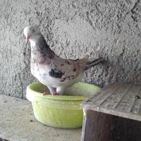 کفتر سورور چاپی پرش سنگین