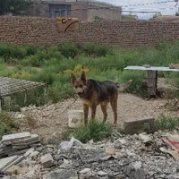 سگ ژرمن نگهبان