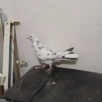 کفتر پرستی|پرنده|برخوار, |دیوار