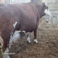 دو عدد گاو مونت|حیوانات مزرعه|کرمان, |دیوار