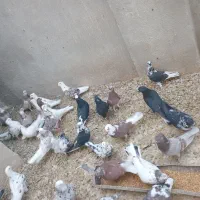 کبوتر|پرنده|گرمسار, |دیوار