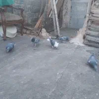 پتج عددپلاکی عالی فروخته بودم به شهرستان برگشتن