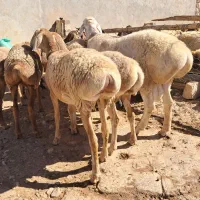 میش۰گوسفند ۰بز۰قوچ۰