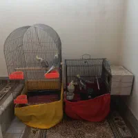 عروس هلندی مولد و بچهاشون(نیمه دستی)