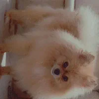 پامرانین خرسی