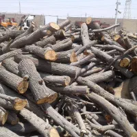 خریدار چوب بری نظامی خرید در محل با تجهیزات کامل..