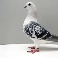 کبوتر های زیبا و نژاد دار