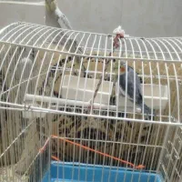 عروس هلندی|پرنده|ماهدشت, |دیوار