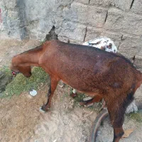 دو عدد بز ماده هر دوتا حامله