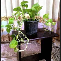 گل وگیاه شاداب وطبیعی|گل و گیاه طبیعی|برازجان, |دیوار