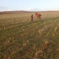 ....|حیوانات مزرعه|گرمی, |دیوار