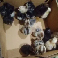 دستگاه جوجه کشی ۲۵۲ تایی سیمرغ|ماشینآلات صنعتی|سپیدان, |دیوار