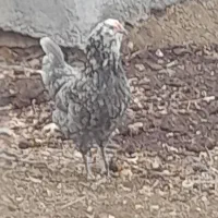 مرغ گلین طوسی فروش تخمرغ|حیوانات مزرعه|شهرکرد, |دیوار