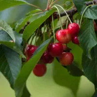 مرکز تخصصی انواع نهال ضمانتی و لیبل دار|خدمات باغبانی و درختکاری|ابهر, |دیوار