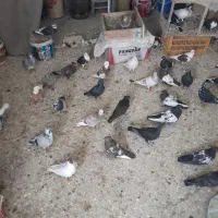 به خاطر مشکل مالی میخوام کبوتر هارو بفروشم|پرنده|گلمکان, |دیوار