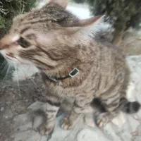 دو گربه ی رها شده.گربه گم شده