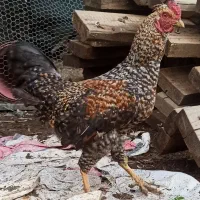 خروس دورگ شرور