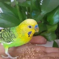 یک جفت مرغ عشق|پرنده|شیراز, شهرک برق|دیوار