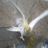 عروس هلندی نر و بلدرچین نر