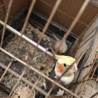 ی جفت عروس هلندی بالغ