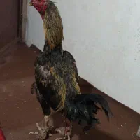 تخم لاری نطفه دار|حیوانات مزرعه|قم, شهر قائم|دیوار