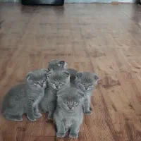 اسکاتیش بریتیش گربه