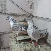 دوعددنرتیرماه