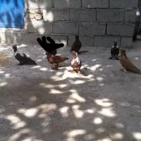 ککیلی