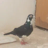 کفتر|پرنده|اسفراین, |دیوار