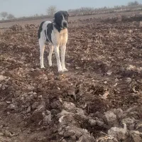 سگ گله ای|سگ|عطاملک, |دیوار