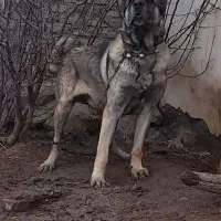 سگ|سگ|مهربان, |دیوار