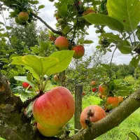 جراح بینی نیمه گوشتی