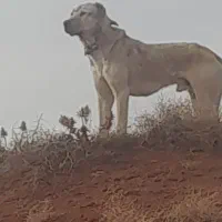 سگ گله|سگ|تربت جام, حافظ|دیوار