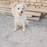 سگ‌پاپی
