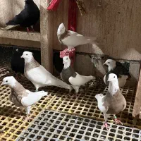 طوقی درجه یک بدونه قلط پاک پاک بهترین نسل