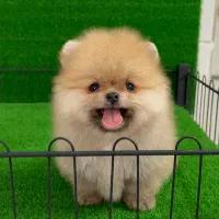 پامر جیبی عکس واقعی