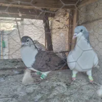 کفتر رنگه چپ کلاغ دم