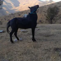 اسب باری|حیوانات مزرعه|ننور, |دیوار