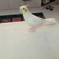 عروس هلندی نر