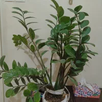 گل زاموفیلیا