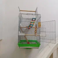 گرینچیک|پرنده|قیدار, |دیوار